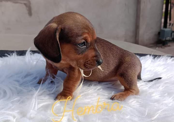 Ciervo Abano | Claro