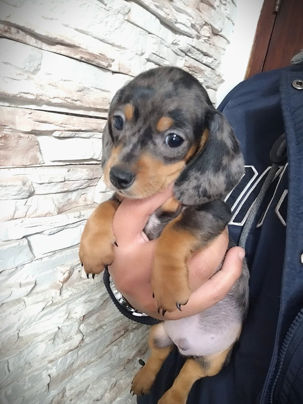 Cachorro 1
