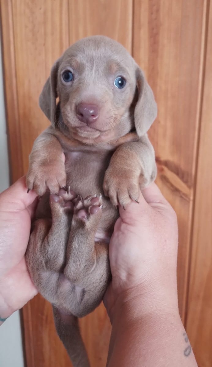 Cachorro 2